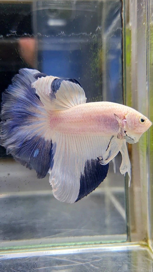 HALFMOON ROSETAIL BLUE RIM PATTERN BETTA FISH