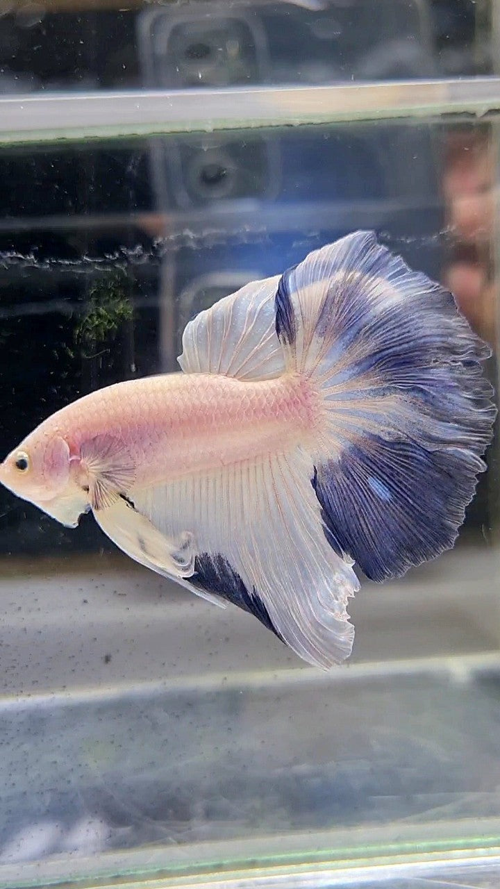 HALFMOON ROSETAIL BLUE RIM PATTERN BETTA FISH