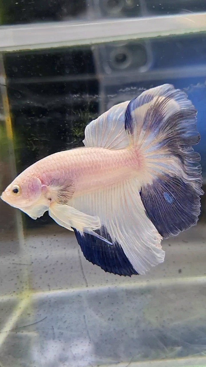 HALFMOON ROSETAIL BLUE RIM PATTERN BETTA FISH