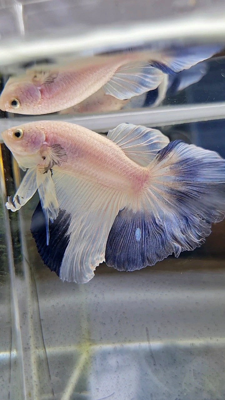 HALFMOON ROSETAIL BLUE RIM PATTERN BETTA FISH