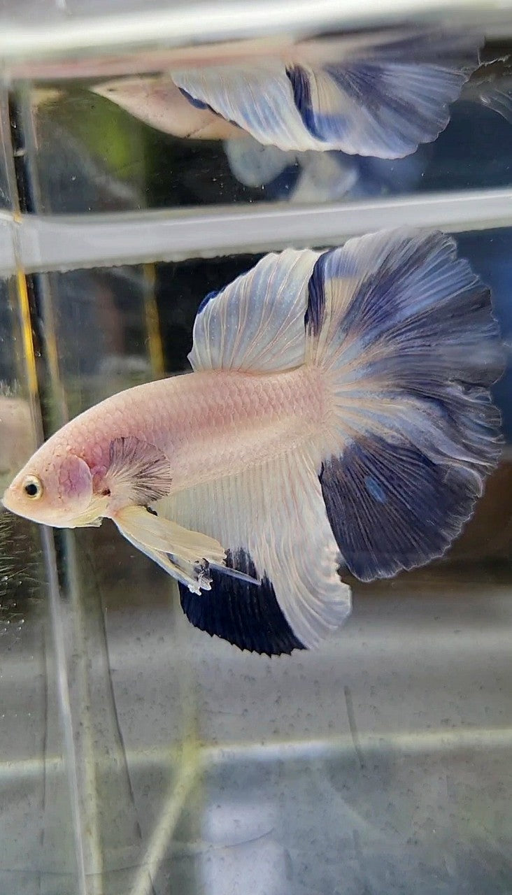 HALFMOON ROSETAIL BLUE RIM PATTERN BETTA FISH