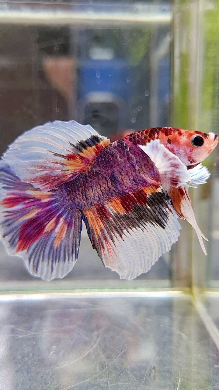 HALFMOON DUMBO EAR DARK PURPLE MULTICOLOR BETTA FISH