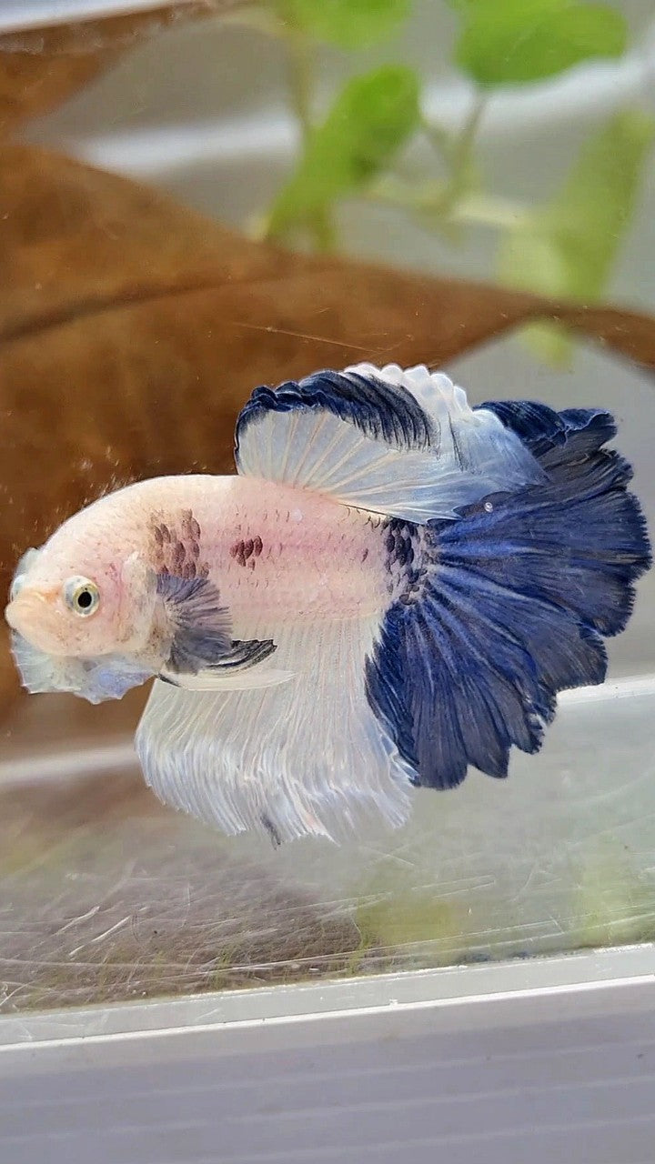 HALFMOON ROSETAIL BLUE RIM PANDA BETTA FISH