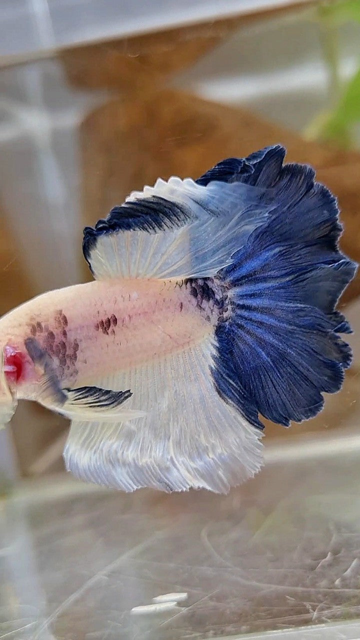 HALFMOON ROSETAIL BLUE RIM PANDA BETTA FISH