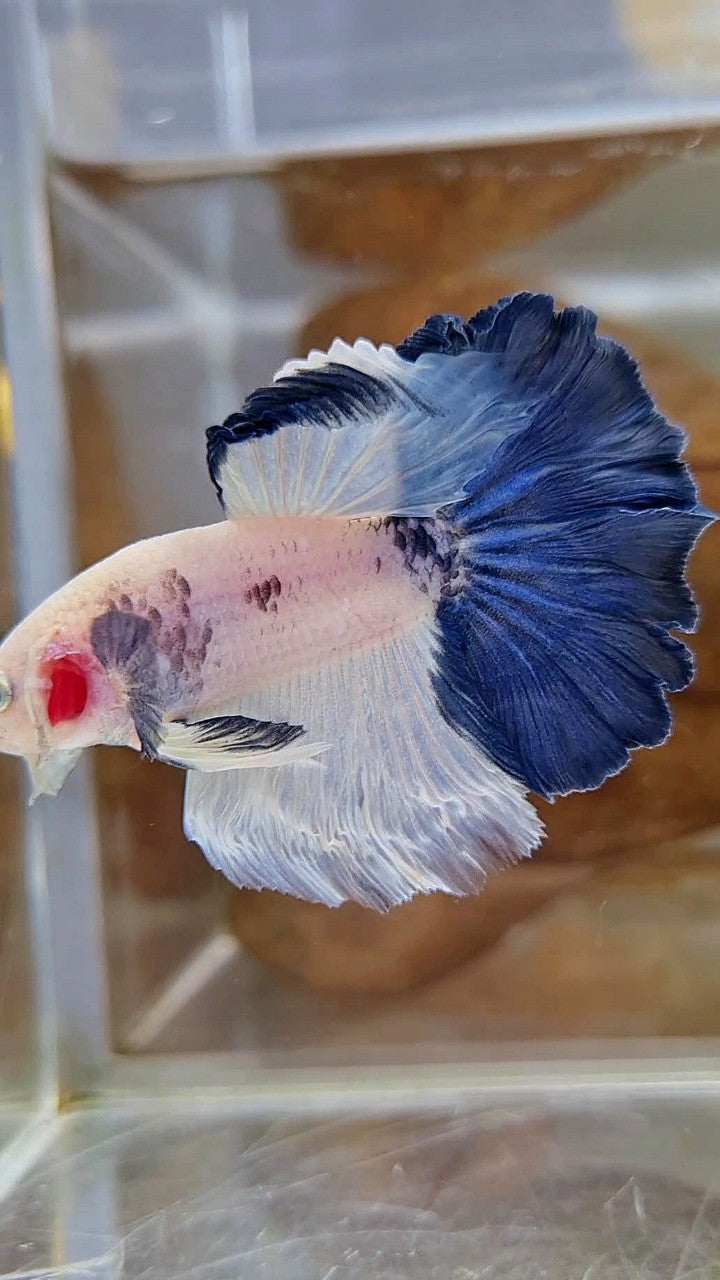 HALFMOON ROSETAIL BLUE RIM PANDA BETTA FISH