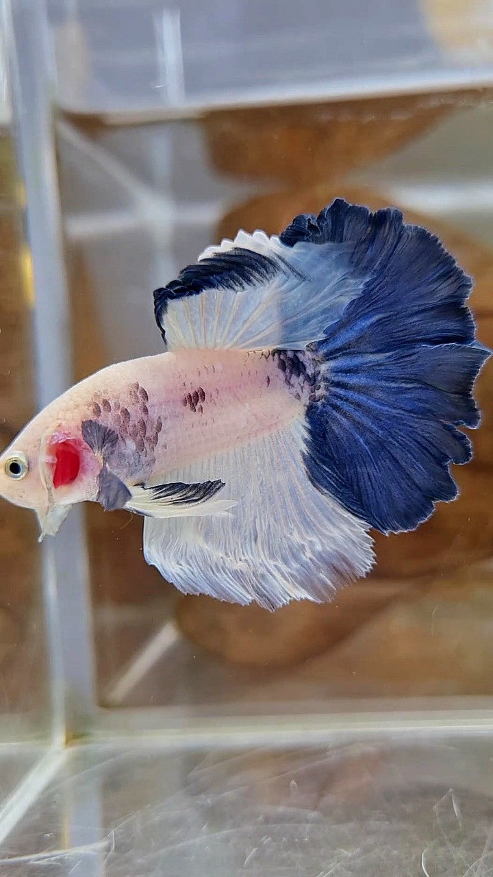 HALFMOON ROSETAIL BLUE RIM PANDA BETTA FISH