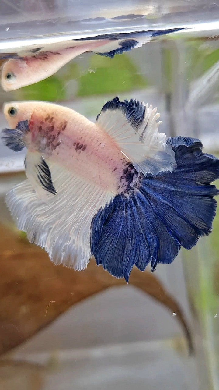 HALFMOON ROSETAIL BLUE RIM PANDA BETTA FISH