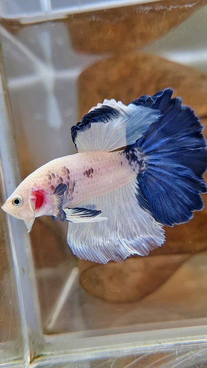 HALFMOON ROSETAIL BLUE RIM PANDA BETTA FISH