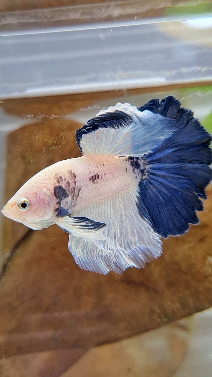 HALFMOON ROSETAIL BLUE RIM PANDA BETTA FISH