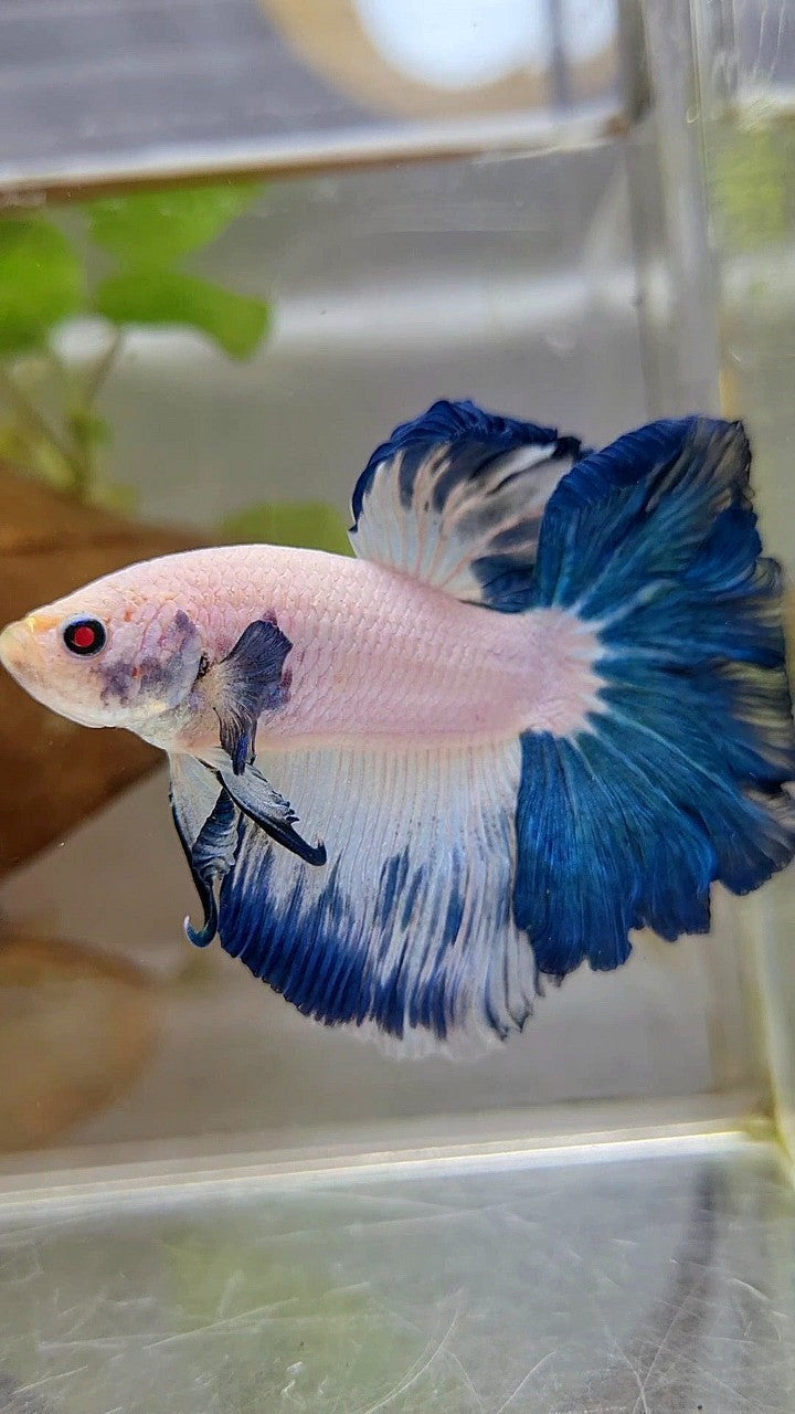 HALFMOON FEATHER TAIL BLUE RIM BICOLOR BETTA FISH