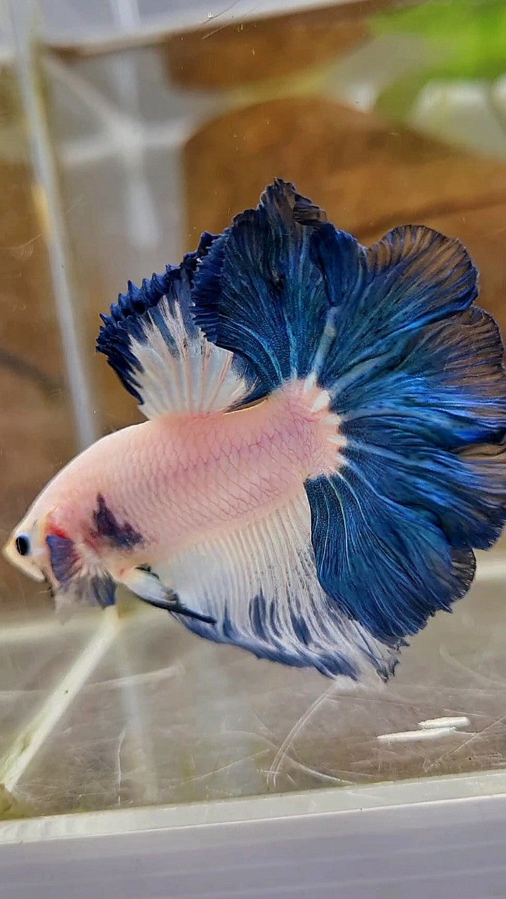 HALFMOON FEATHER TAIL BLUE RIM BICOLOR BETTA FISH