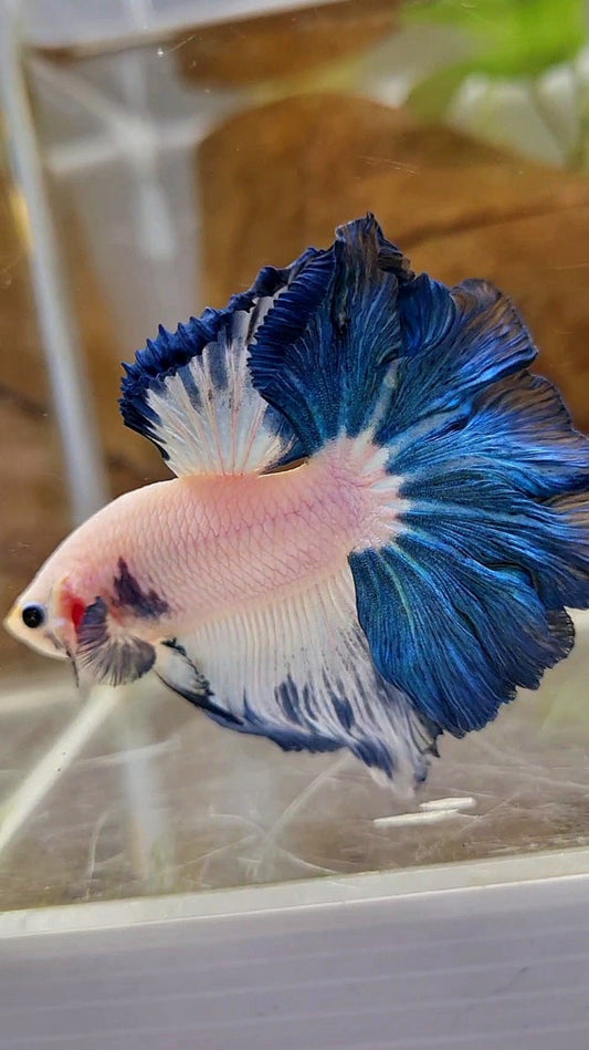 HALFMOON FEATHER TAIL BLUE RIM BICOLOR BETTA FISH