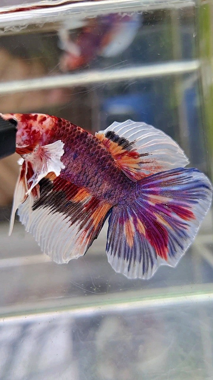 HALFMOON DUMBO EAR DARK PURPLE MULTICOLOR BETTA FISH