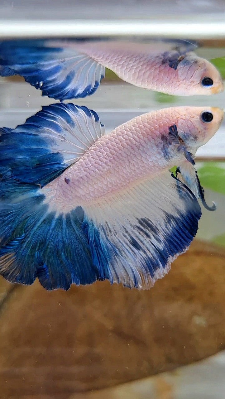 HALFMOON FEATHER TAIL BLUE RIM BICOLOR BETTA FISH