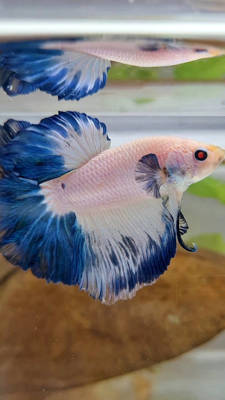 HALFMOON FEATHER TAIL BLUE RIM BICOLOR BETTA FISH