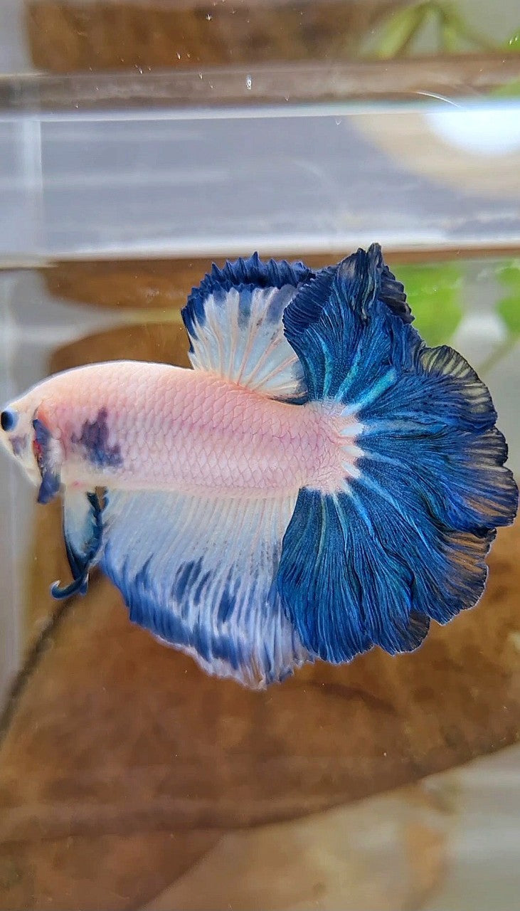 HALFMOON FEATHER TAIL BLUE RIM BICOLOR BETTA FISH