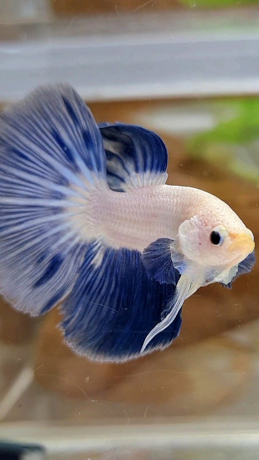 LUXURY HALFMOON BLUE RIM BICOLOR BETTA FISH