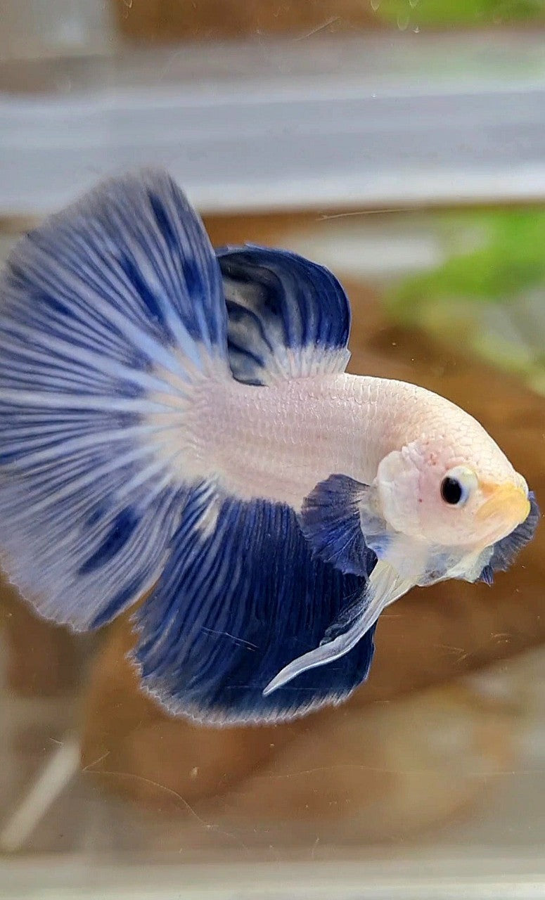 LUXURY HALFMOON BLUE RIM BICOLOR BETTA FISH