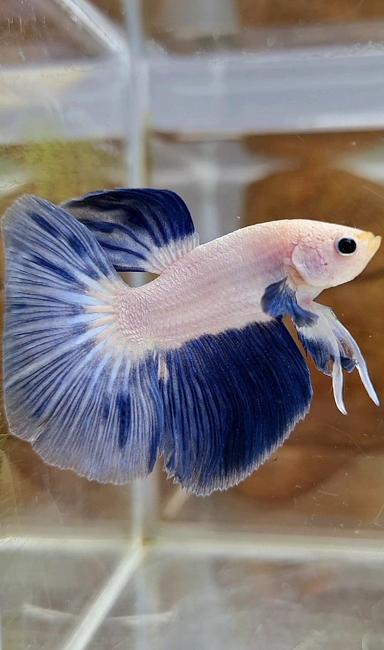 LUXURY HALFMOON BLUE RIM BICOLOR BETTA FISH