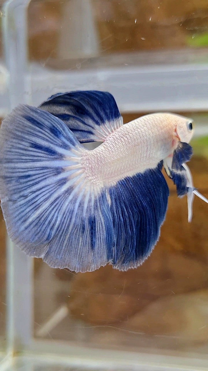 LUXURY HALFMOON BLUE RIM BICOLOR BETTA FISH