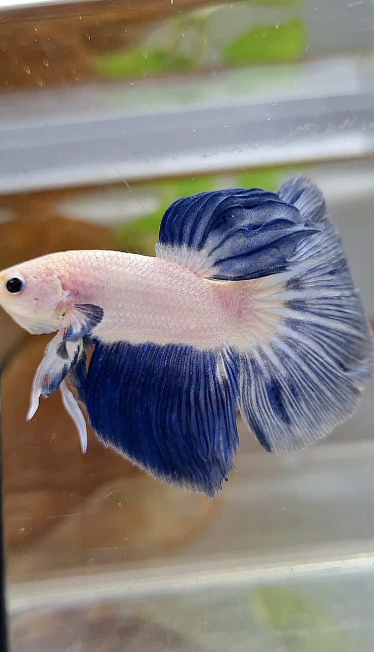 LUXURY HALFMOON BLUE RIM BICOLOR BETTA FISH