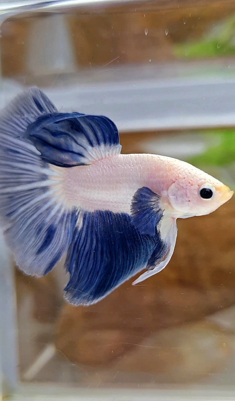 LUXURY HALFMOON BLUE RIM BICOLOR BETTA FISH