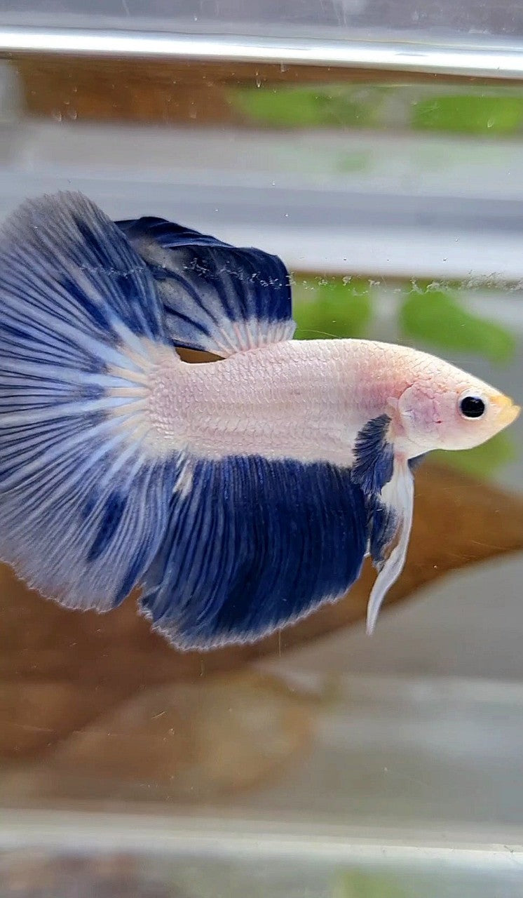 LUXURY HALFMOON BLUE RIM BICOLOR BETTA FISH