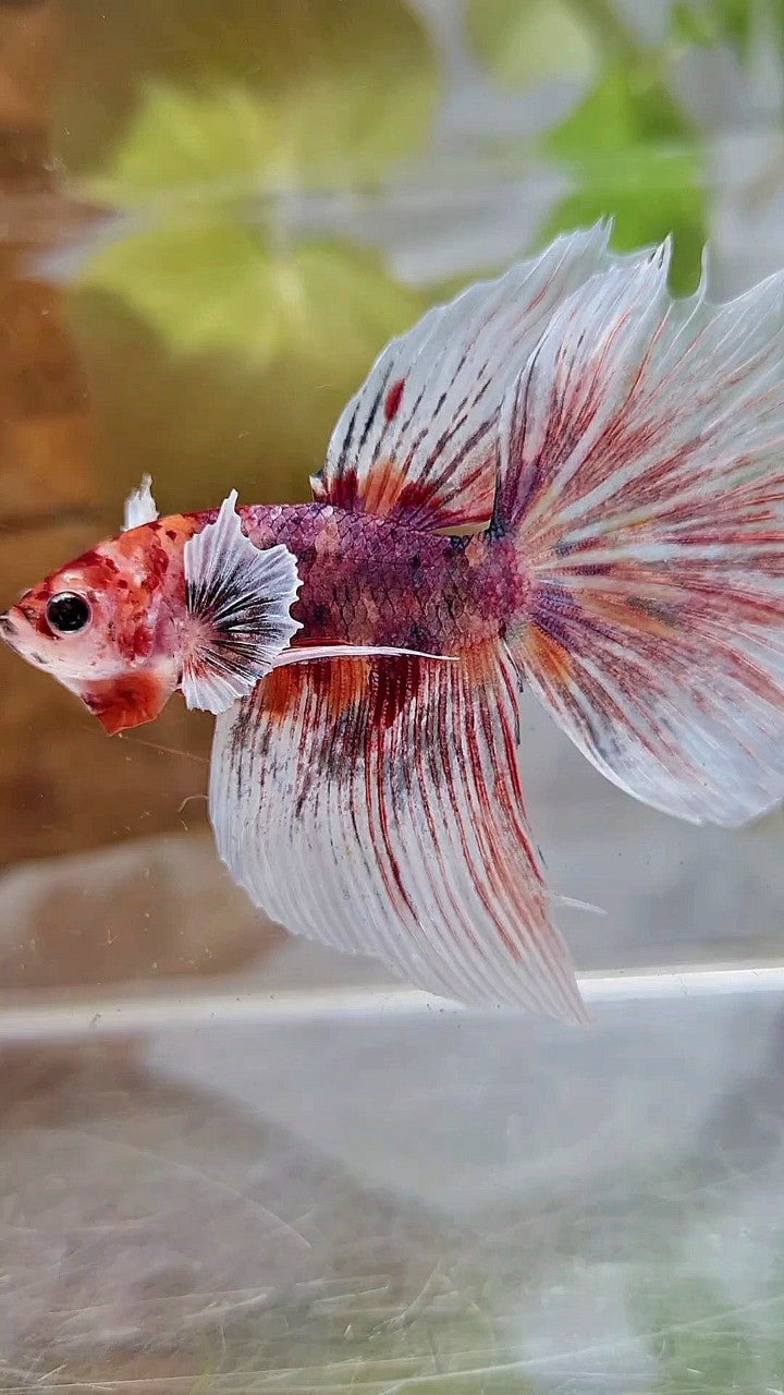 HALFMOON DUMBO EAR PURPLE MULTICOLOR BETTA FISH