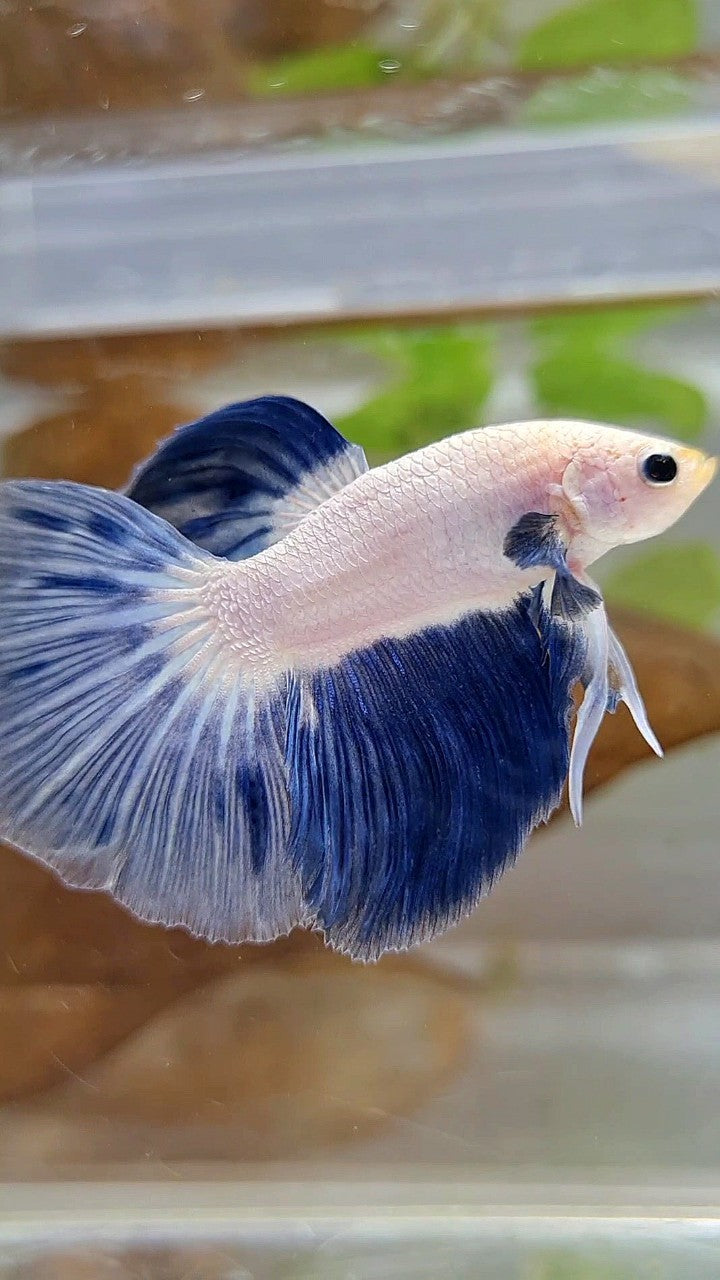 LUXURY HALFMOON BLUE RIM BICOLOR BETTA FISH