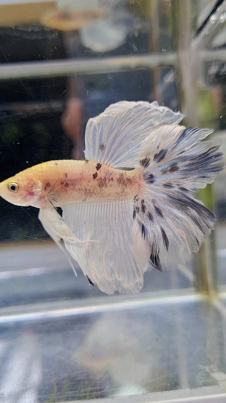 HALFMOON ROSETAIL BLUE MARBLE DOTS BETTA FISH