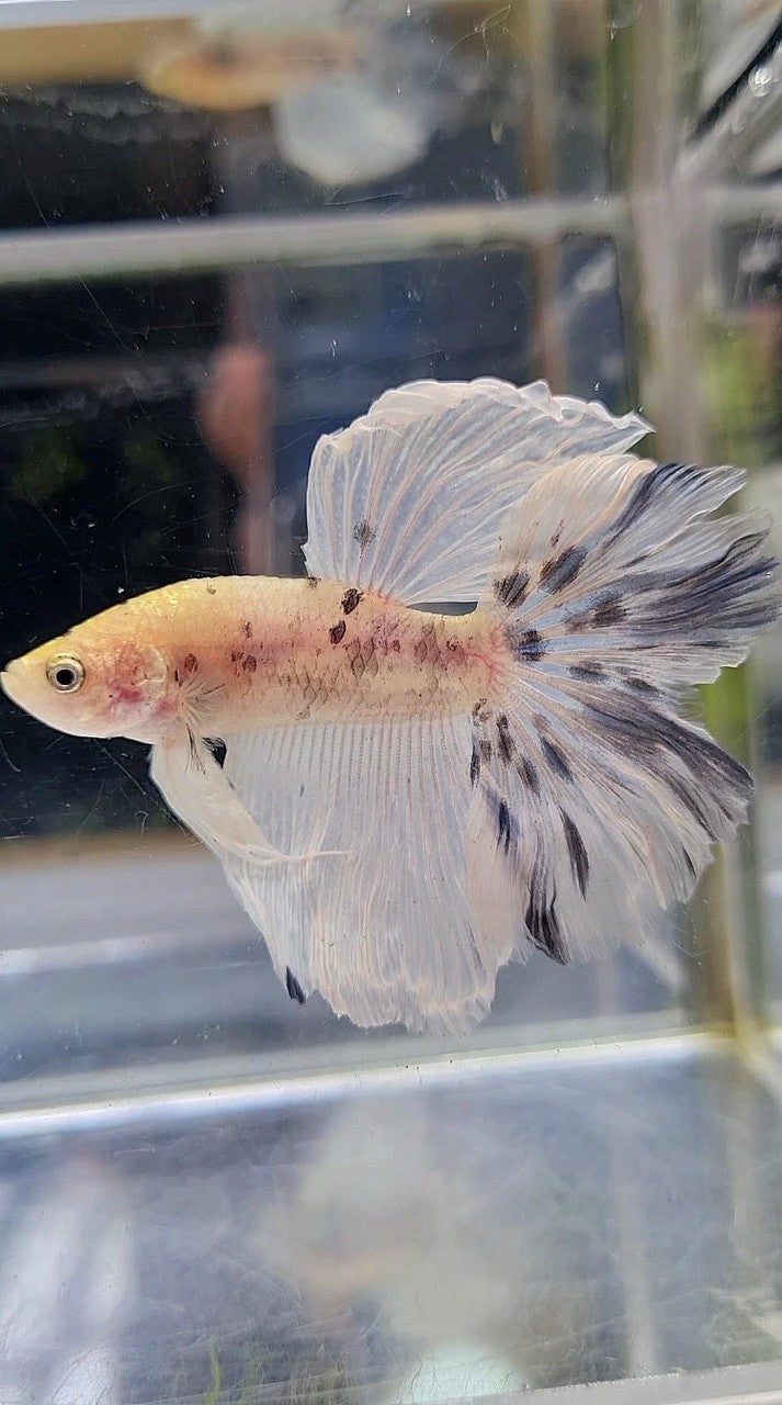 HALFMOON ROSETAIL BLUE MARBLE DOTS BETTA FISH