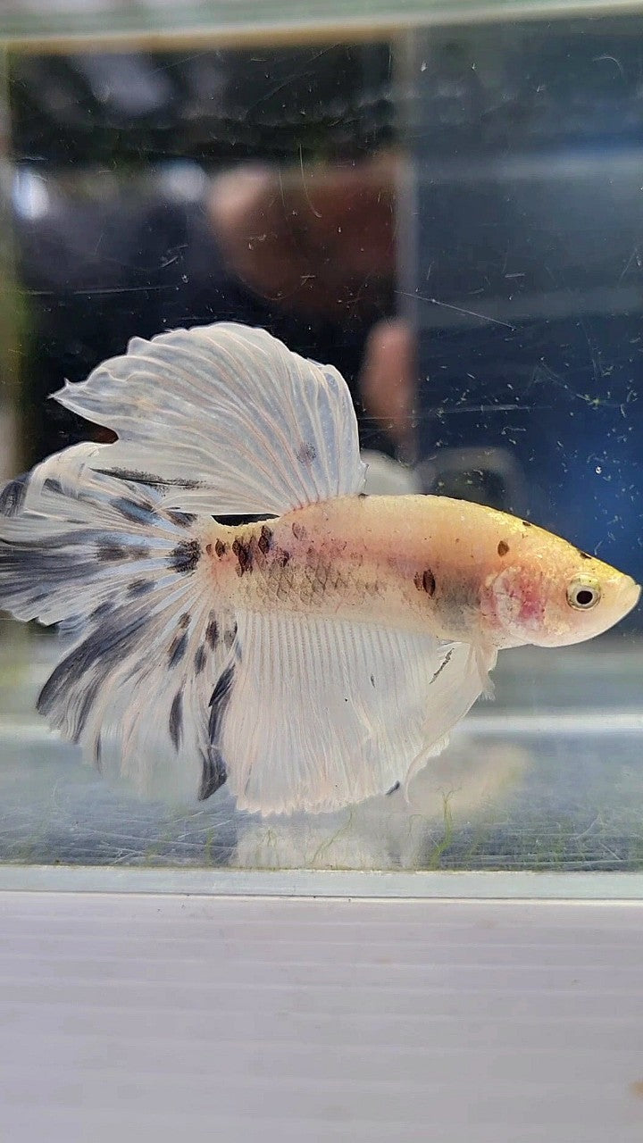 HALFMOON ROSETAIL BLUE MARBLE DOTS BETTA FISH