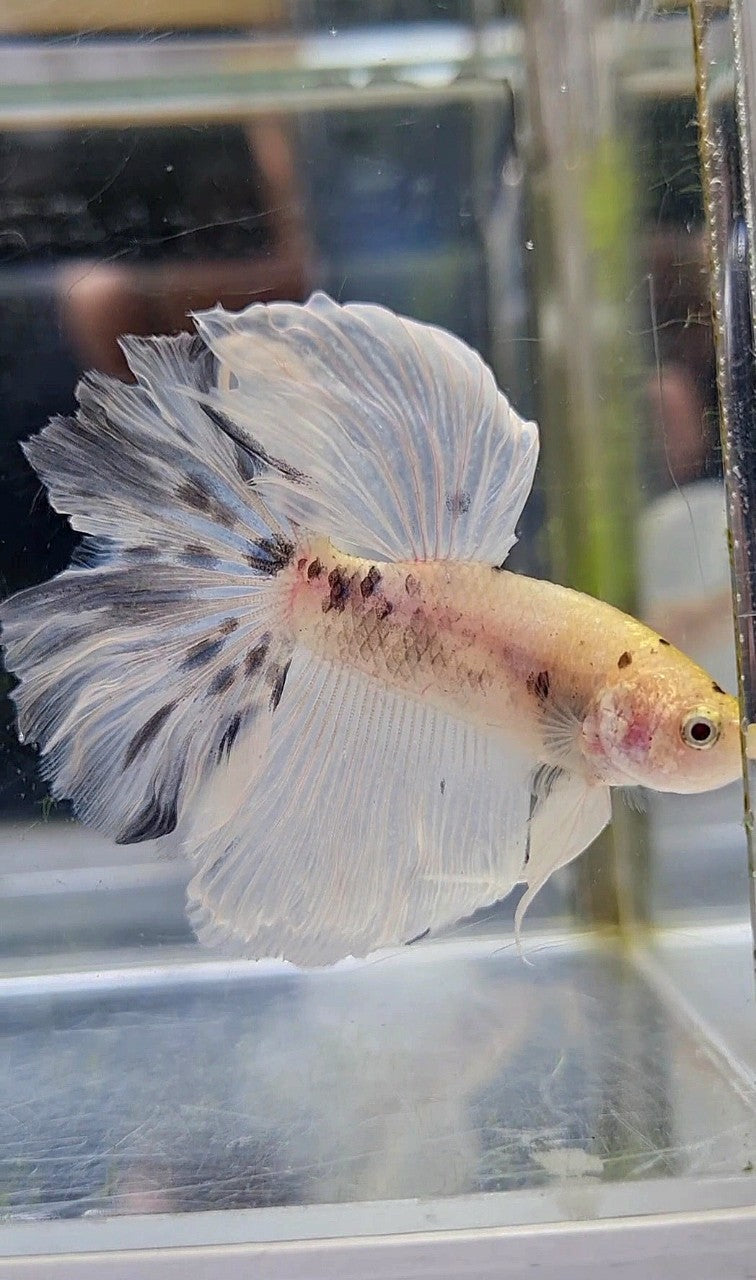 HALFMOON ROSETAIL BLUE MARBLE DOTS BETTA FISH