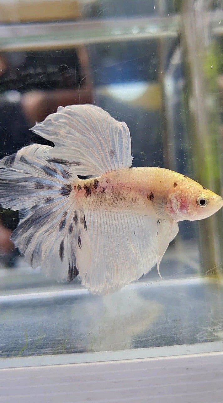 HALFMOON ROSETAIL BLUE MARBLE DOTS BETTA FISH