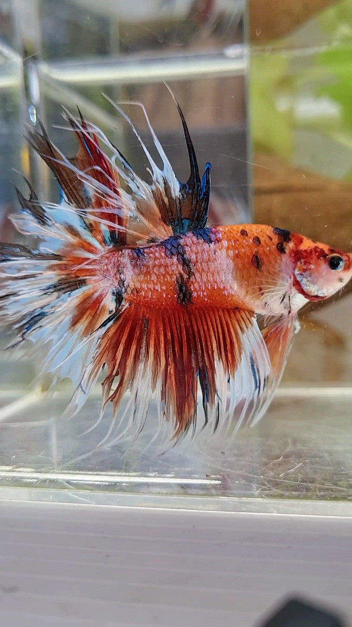 XL CROWNTAIL HALFSUN NEMO KOI MULTICOLOR BETTA FISH