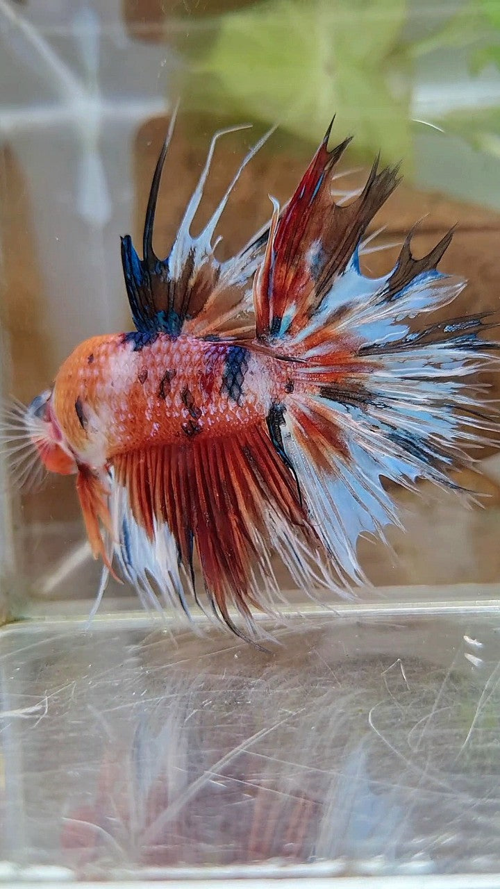 XL CROWNTAIL HALFSUN NEMO KOI MULTICOLOR BETTA FISH