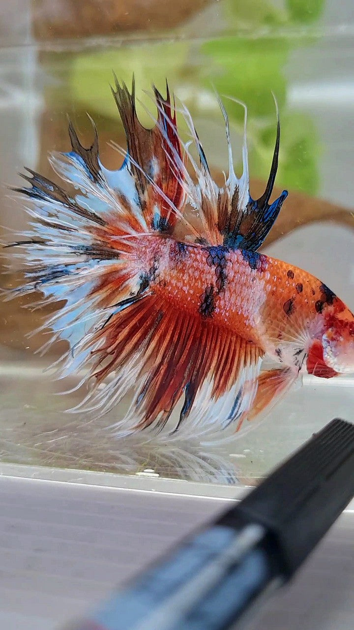 XL CROWNTAIL HALFSUN NEMO KOI MULTICOLOR BETTA FISH