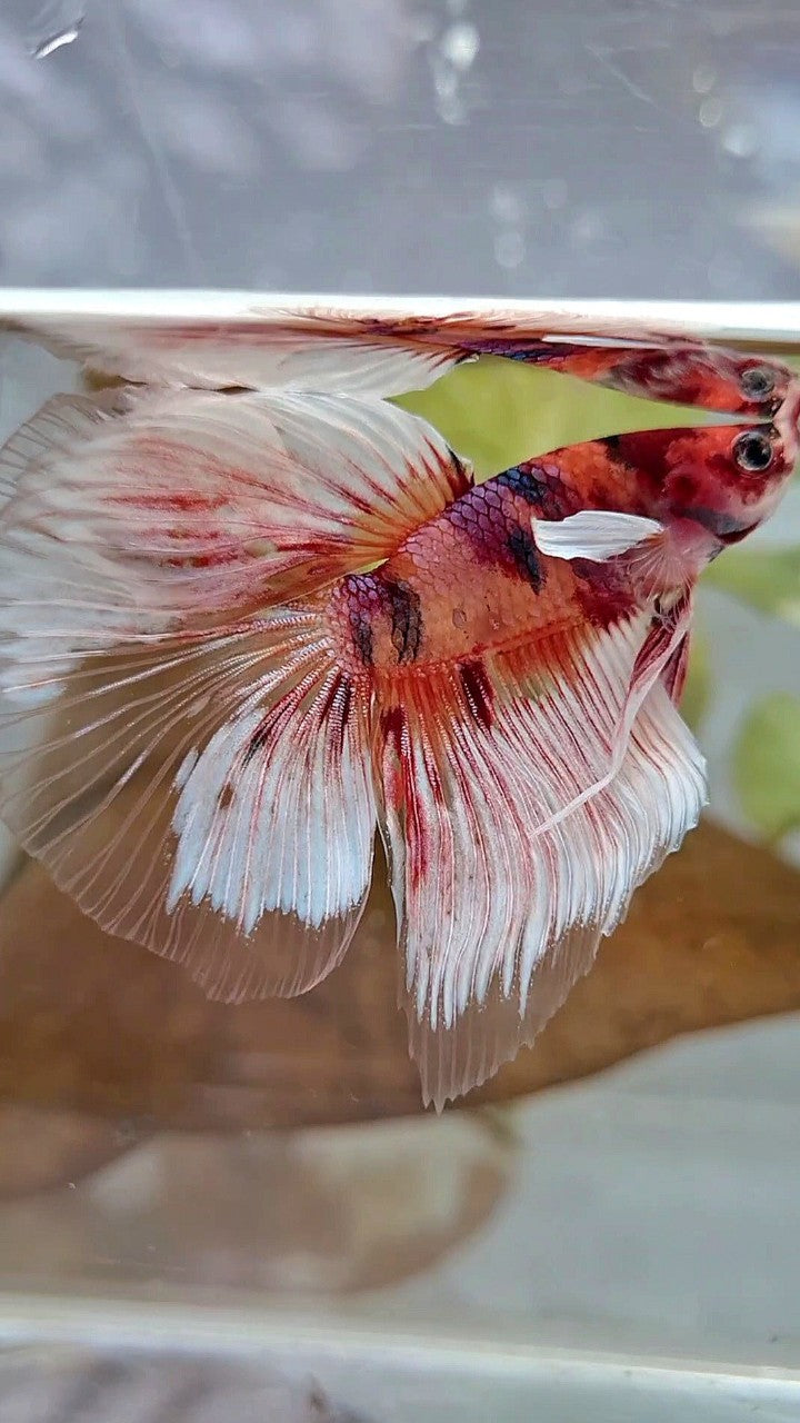 HALFMOON BIG EAR ORANGE KOI MULTICOLOR BETTA FISH