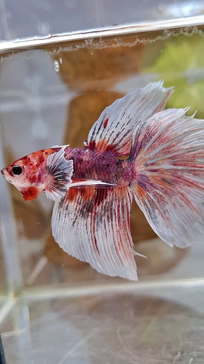 HALFMOON DUMBO EAR PURPLE MULTICOLOR BETTA FISH