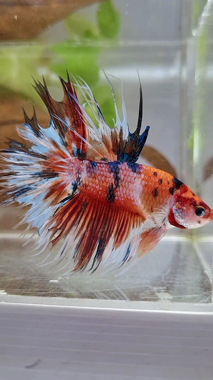 XL CROWNTAIL HALFSUN NEMO KOI MULTICOLOR BETTA FISH