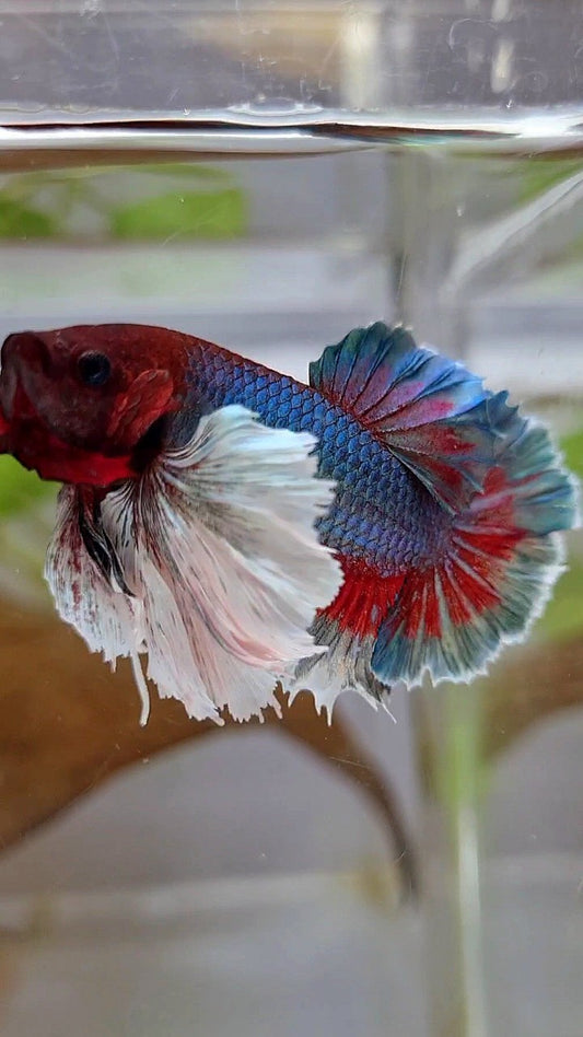 PLAKAT SUPER DUMBO EAR GREEN BLUE TURQUOISE RED PATTERN BETTA FISH