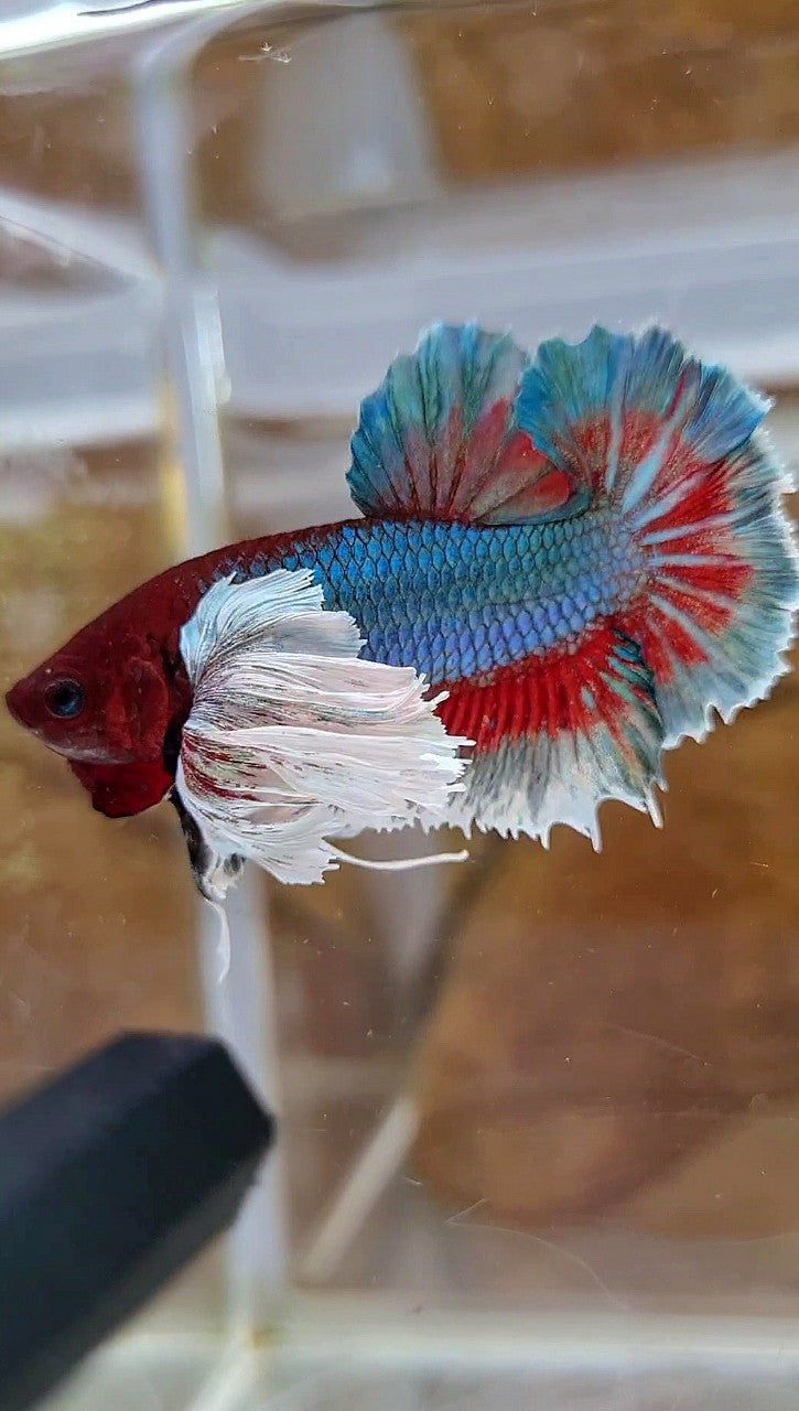 PLAKAT SUPER DUMBO EAR GREEN BLUE TURQUOISE RED PATTERN BETTA FISH