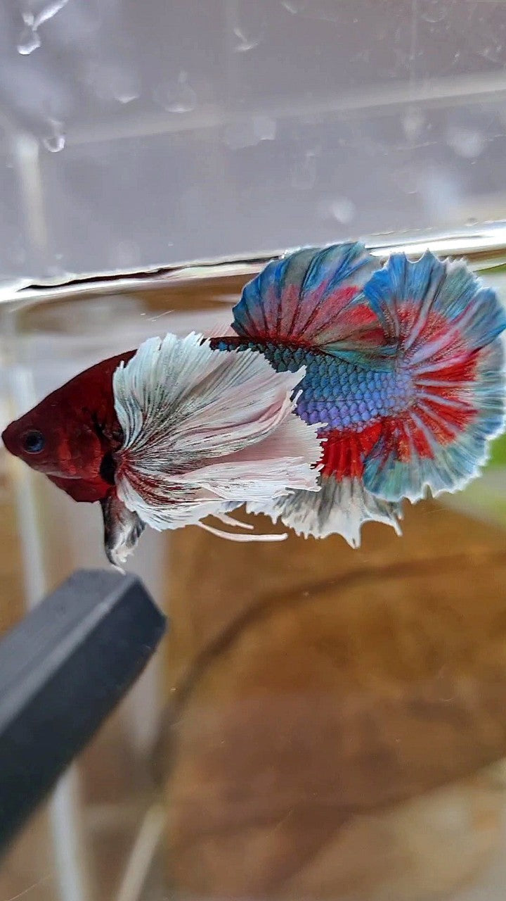 PLAKAT SUPER DUMBO EAR GREEN BLUE TURQUOISE RED PATTERN BETTA FISH