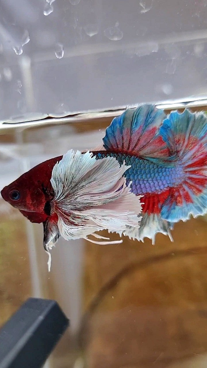 PLAKAT SUPER DUMBO EAR GREEN BLUE TURQUOISE RED PATTERN BETTA FISH