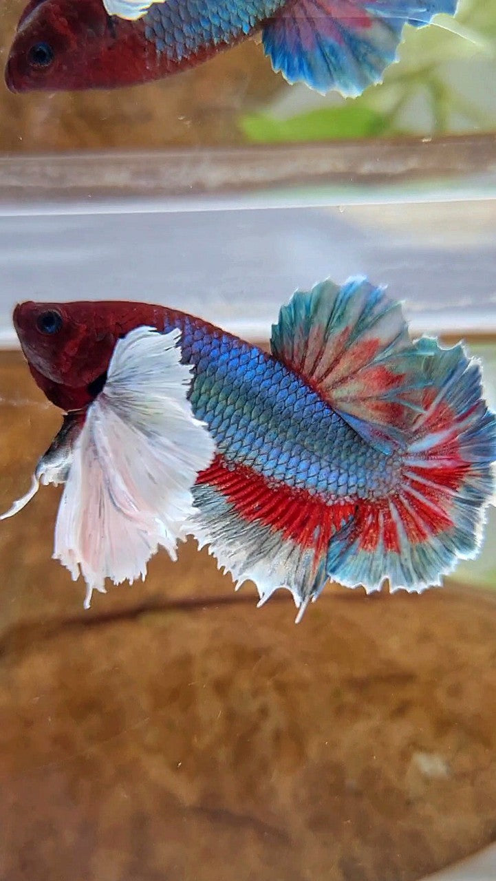 PLAKAT SUPER DUMBO EAR GREEN BLUE TURQUOISE RED PATTERN BETTA FISH