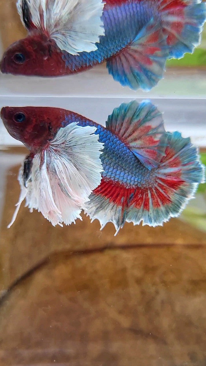 PLAKAT SUPER DUMBO EAR GREEN BLUE TURQUOISE RED PATTERN BETTA FISH