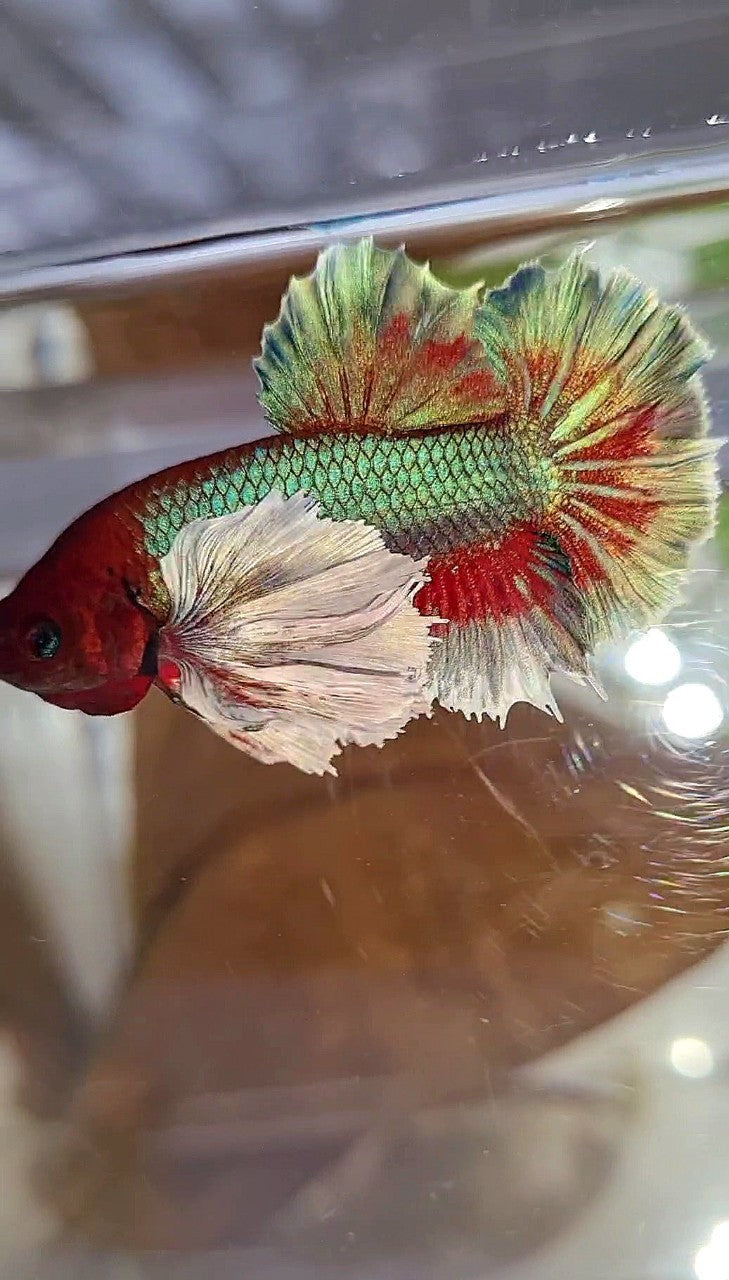 PLAKAT SUPER DUMBO EAR GREEN BLUE TURQUOISE RED PATTERN BETTA FISH