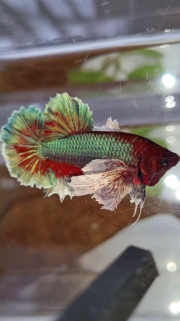 PLAKAT SUPER DUMBO EAR GREEN BLUE TURQUOISE RED PATTERN BETTA FISH