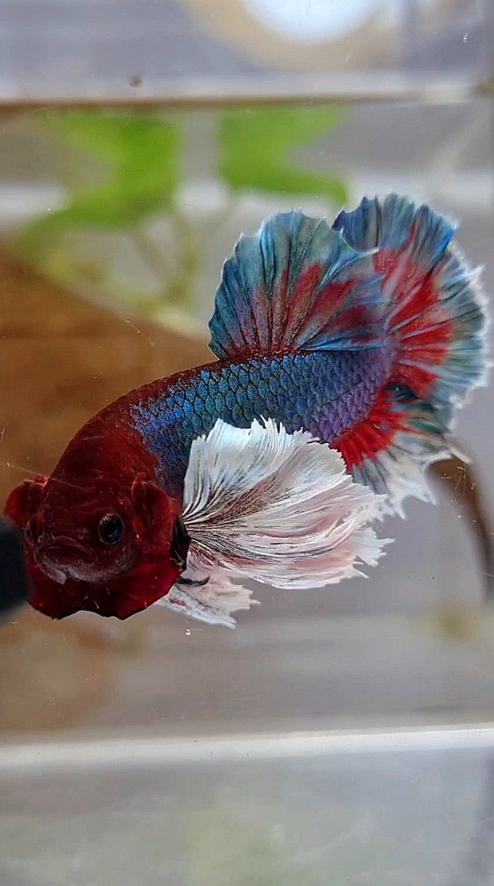 PLAKAT SUPER DUMBO EAR GREEN BLUE TURQUOISE RED PATTERN BETTA FISH