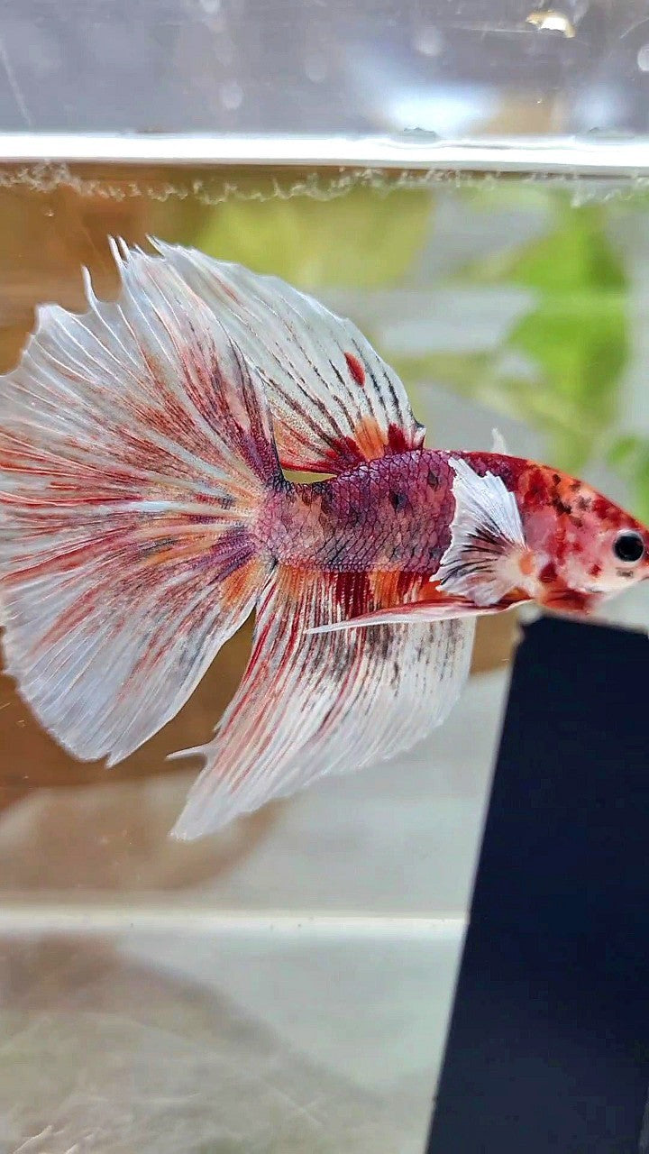 HALFMOON DUMBO EAR PURPLE MULTICOLOR BETTA FISH